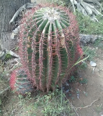 Ferocactus pilosus
