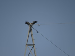 Neophron percnopterus