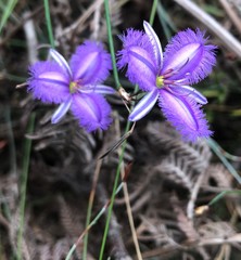 Thysanotus racemoides