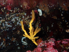 Homaxinella amphispicula