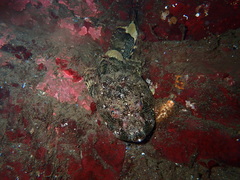 Myoxocephalus polyacanthocephalus
