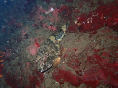 Myoxocephalus polyacanthocephalus