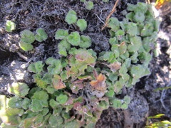 Lobelia ardisiandroides