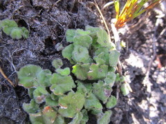 Lobelia ardisiandroides