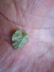 Lobelia ardisiandroides