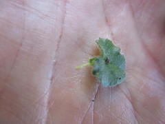 Lobelia ardisiandroides