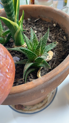 × Gasteraloe