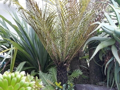 Blechnum gibbum