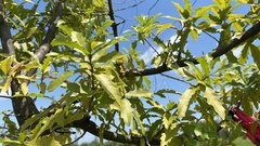 Quercus canbyi