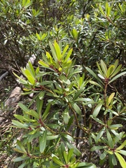 Tasmannia xerophila