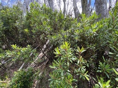 Tasmannia xerophila