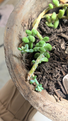 Sedum burrito
