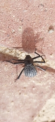 Adesmia cancellata