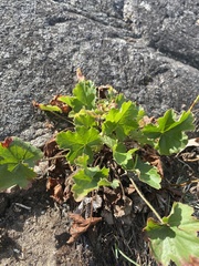 Heuchera richardsonii