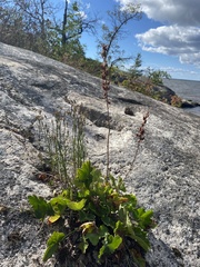 Heuchera richardsonii