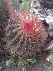 Ferocactus pilosus