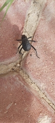 Adesmia cancellata