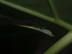 Sinomantis denticulata