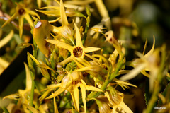 Anthocercis littorea