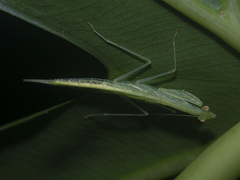 Sinomantis denticulata
