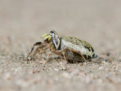 Heliophanus potanini