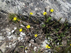 Ursinia trifida