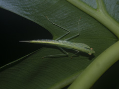 Sinomantis denticulata