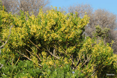 Anthocercis littorea