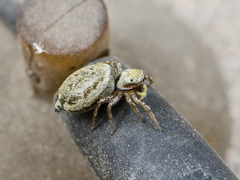 Heliophanus potanini