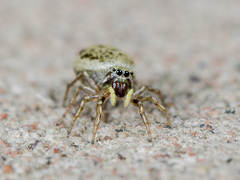 Heliophanus potanini