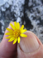 Ursinia trifida