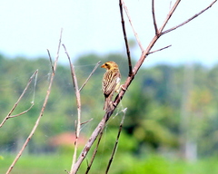 Ploceus manyar