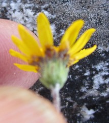 Ursinia trifida
