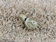 Heliophanus potanini