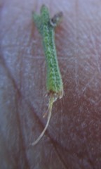 Ursinia trifida