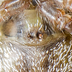 Heliophanus potanini