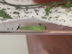 Hypena scabra