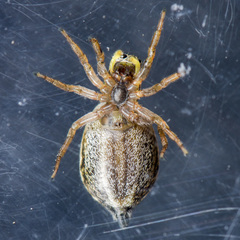 Heliophanus potanini