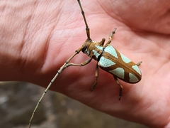 Prosopocera lactator