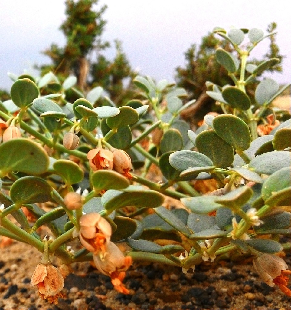 Zygophyllum rosowii