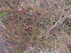 Indigofera mischocarpa