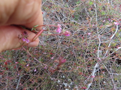 Indigofera mischocarpa
