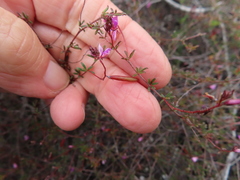Indigofera mischocarpa