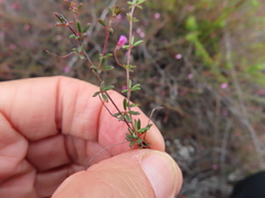 Indigofera mischocarpa