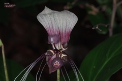 Tacca integrifolia