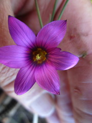 Romulea cruciata