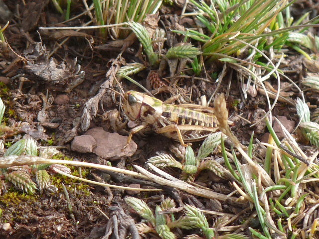 Maeacris