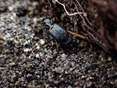 Actenonyx bembidioides