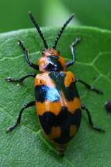 Phyllocharis undulata