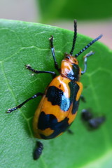 Phyllocharis undulata